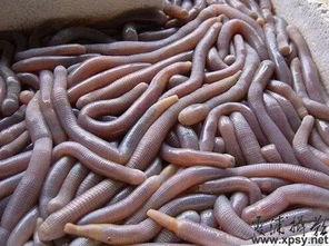 大虫子吃瓜群聊,揭秘网络社交圈的趣味瞬间