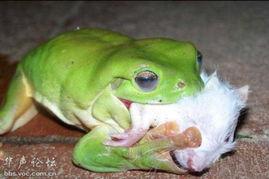 吵架青蛙吃瓜,吵架青蛙与吃瓜群众的趣味对决