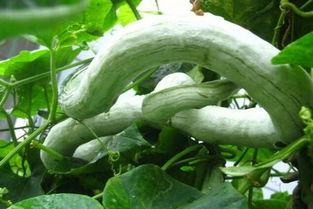 吃蛇瓜放屁吗图片