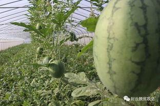 绿地集团吃红瓜,红瓜美食助力绿色生活新风尚