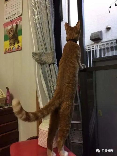 带你吃瓜土拨鼠,带你领略“带你吃瓜土拨鼠”的独特魅力