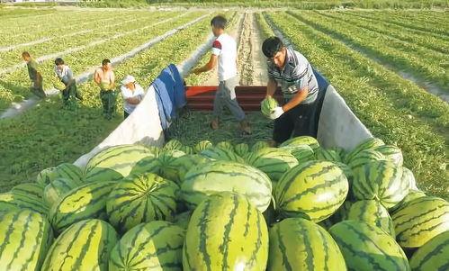 厦门疫情吃瓜图,一场网络热议背后的真相与反思