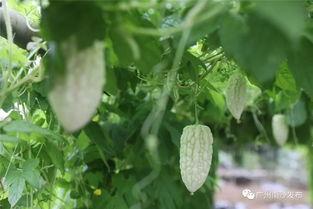 广州南沙吃瓜视频,一场吃瓜视频引发的全民热议