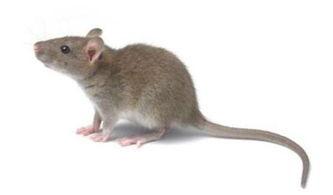 老鼠吃瓜事件图片真实,老鼠偷吃瓜引发网友热议