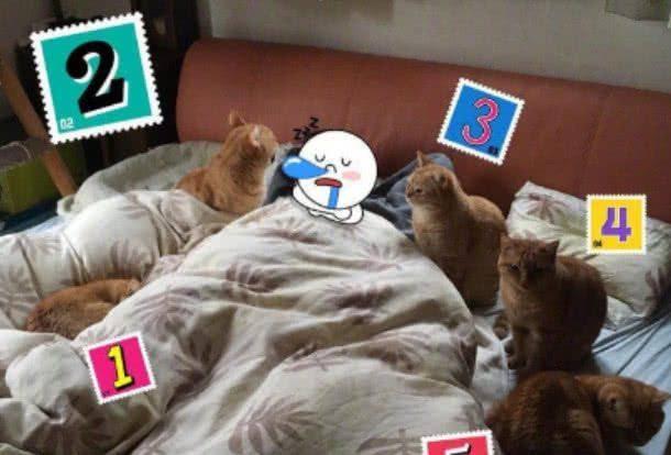 家里养了四只 吃瓜,四只吃瓜小宠物的欢乐日常