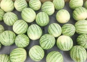 吃瓜真吃瓜,一场网络热词背后的文化现象