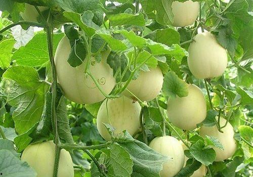 大春家吃瓜,欢乐时光里的瓜香四溢