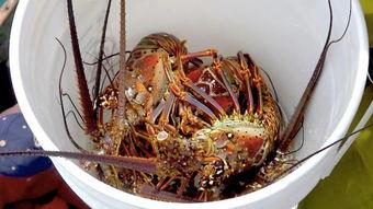 大瓜吃龙虾视频,一场美食与娱乐的盛宴