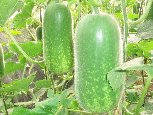 刺梨吃瓜图片搞笑,笑果连连，一场视觉盛宴！