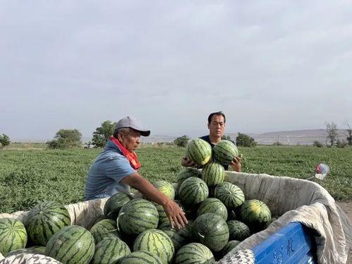 秦皇岛北新区吃瓜,瓜果飘香，美食地图探秘