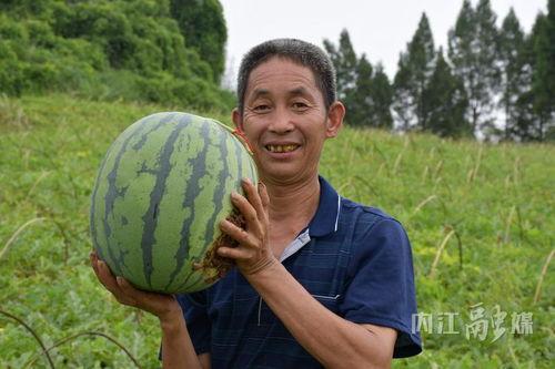 吃瓜村村长,揭秘乡村生活的甜蜜与苦涩