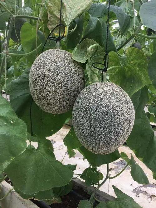 摘瓜吃甜瓜说说,探寻生活中的甜蜜智慧