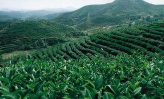 重庆茶园吃瓜事件视频,一场引发热议的街头冲突瞬间