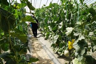 安平吃瓜视频,揭秘娱乐圈幕后故事