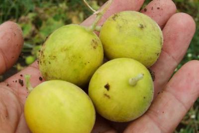 小野在线吃瓜,揭秘娱乐圈幕后故事