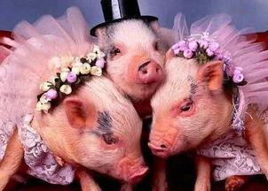 猪八级吃瓜,揭秘娱乐圈的“瓜田”奇遇