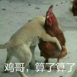 吃鸡瓜咬不动的视频,吃鸡乐趣无限！