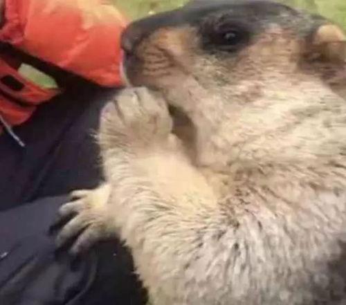 田园下吃瓜的土拨鼠视频,萌态可掬引网友热议