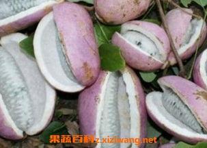 吃八月瓜治疗胃病吗视频