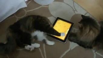 仓鼠吃瓜视频搞笑,笑料横生，萌宠搞笑瞬间