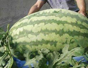 下午7.57吃瓜视频,揭秘下午7.57分吃瓜视频背后的秘密