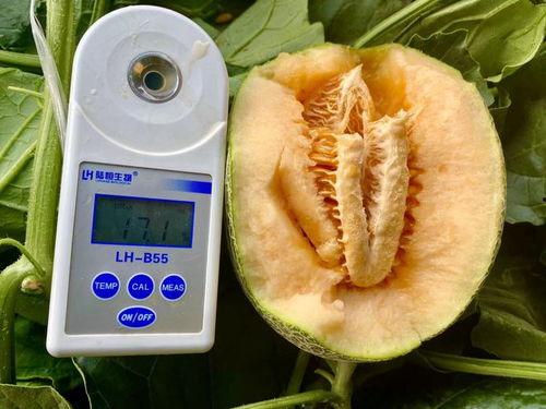 吃瓜视频大全全集,揭秘娱乐圈幕后故事