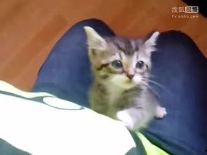 喵喵吃蓝瓜视频大全下载,视频大全下载攻略